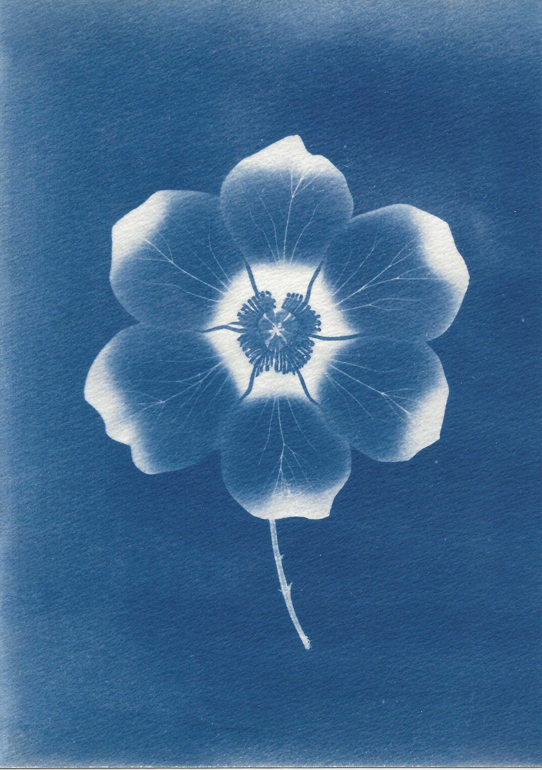 César Augusto Ramírez. Aestivanthus solis, 2025. Cyanotype on 300g watercolor paper. 14.7 × 21 cm