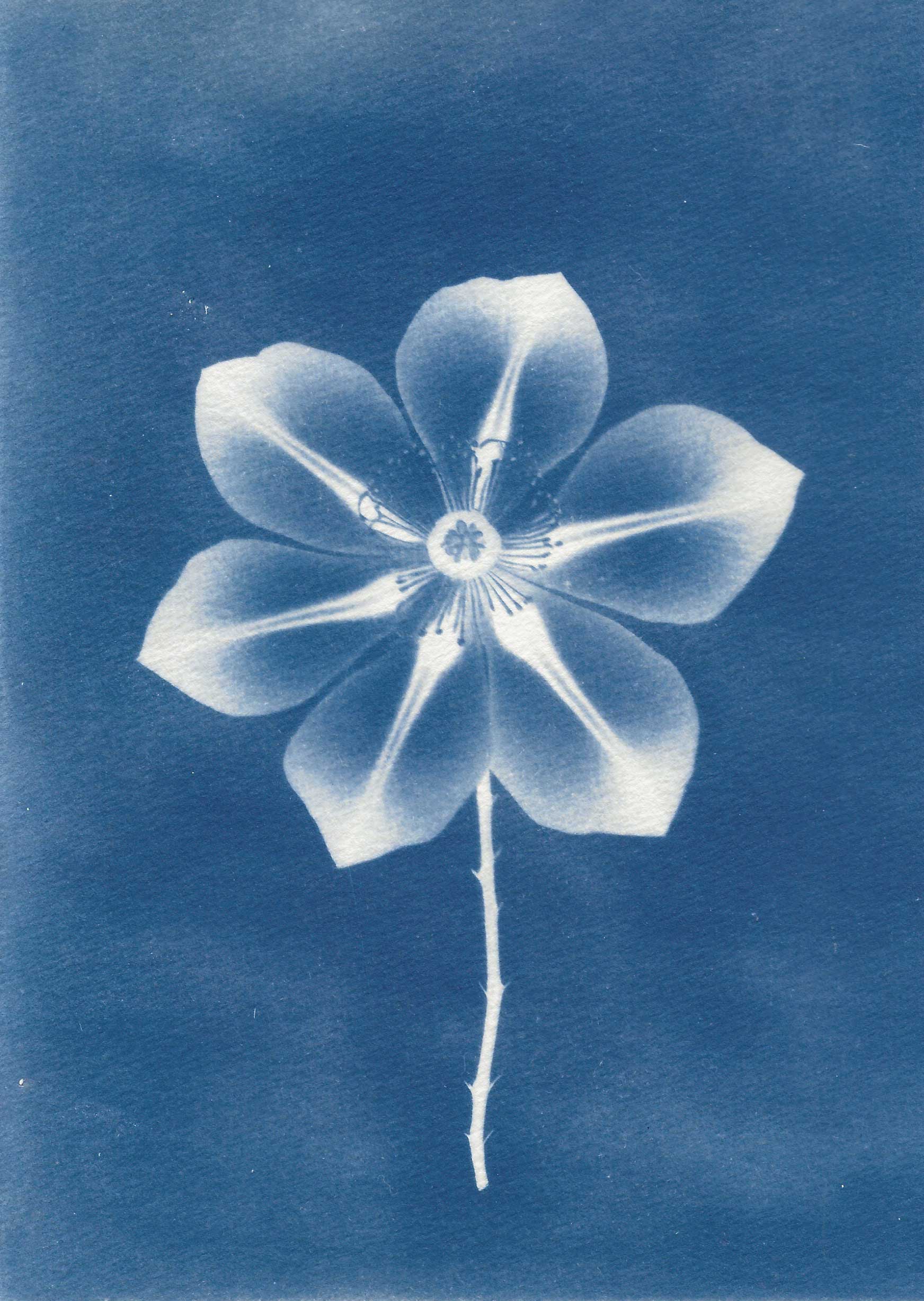 César Augusto Ramírez. Luminoflora aurelis, 2025. Cyanotype on 300g watercolor paper. 14.7 × 21 cm
