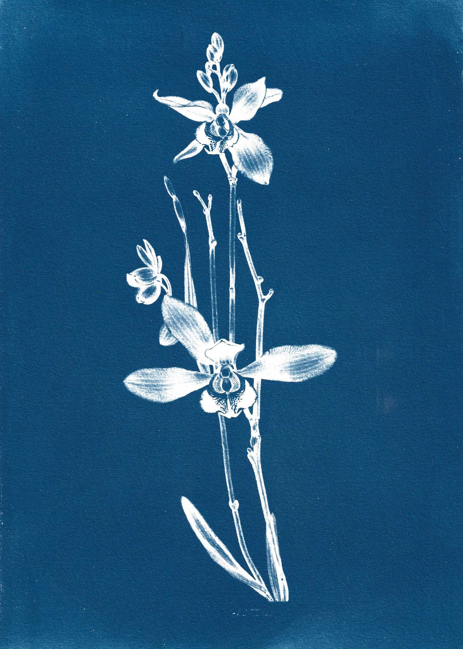 César Augusto Ramírez. Calanthe bacchicus 10, 2025. Cyanotype on 300g watercolor paper. 29.7 × 21 cm