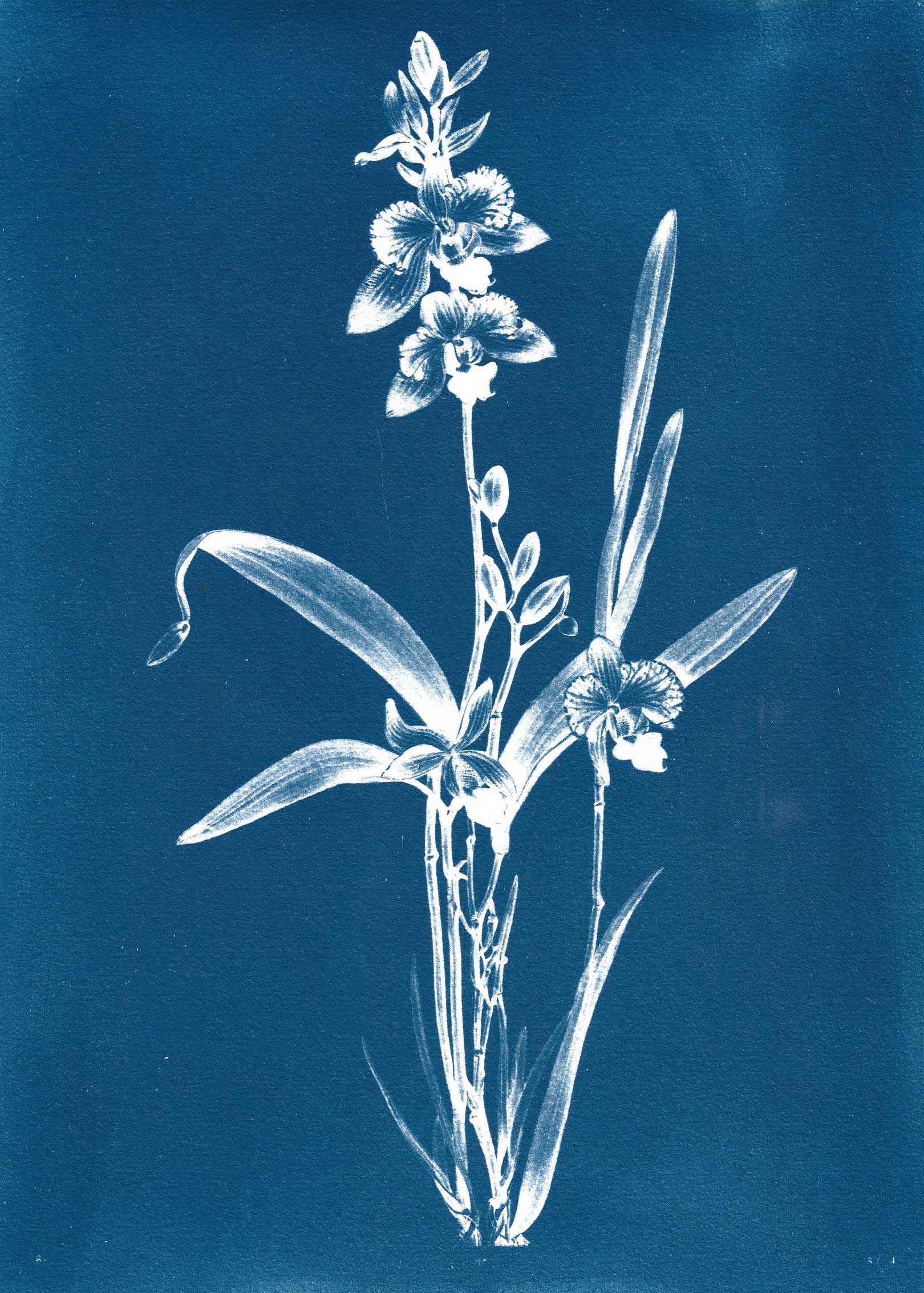 César Augusto Ramírez. Calanthe bacchicus 8, 2025. Cyanotype on 300g watercolor paper. 29.7 × 21 cm