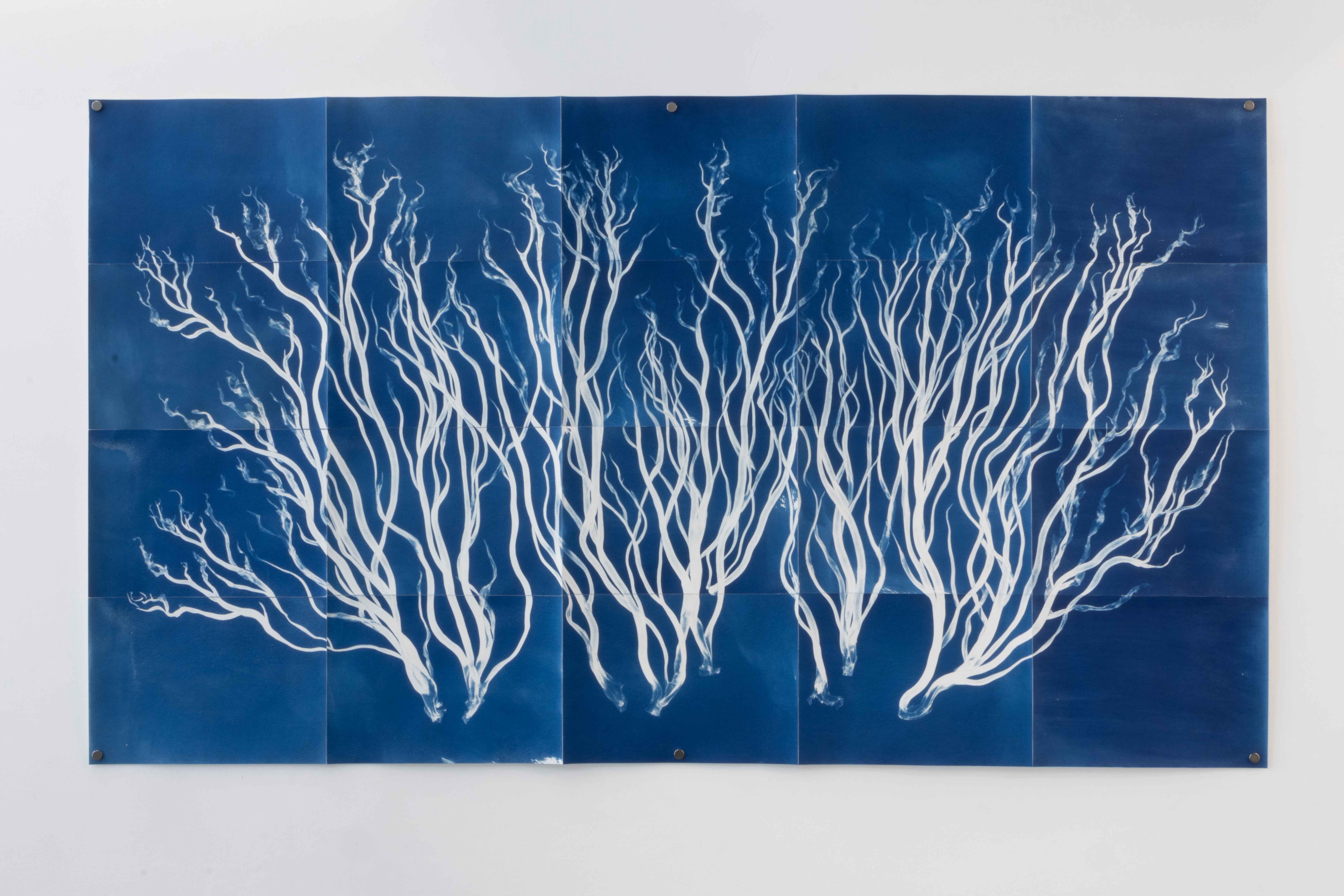 César Augusto Ramírez. Branche en feu (Ephedra), 2025. Cyanotypes on 300g watercolor paper. 143 × 81 cm