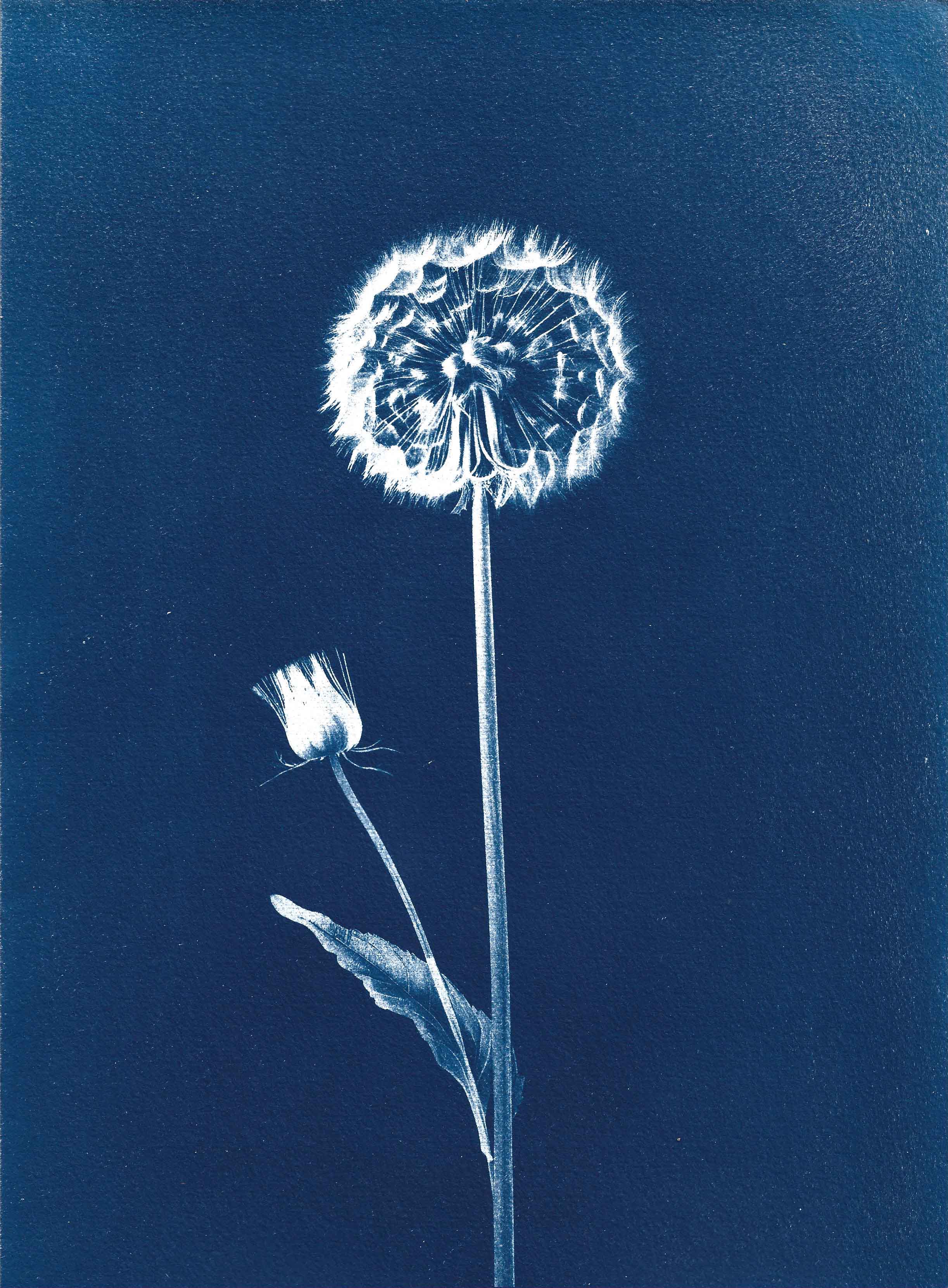 César Augusto Ramírez. forget me not, 2025. Cyanotype on 300g watercolor paper. 28.1 × 21 cm