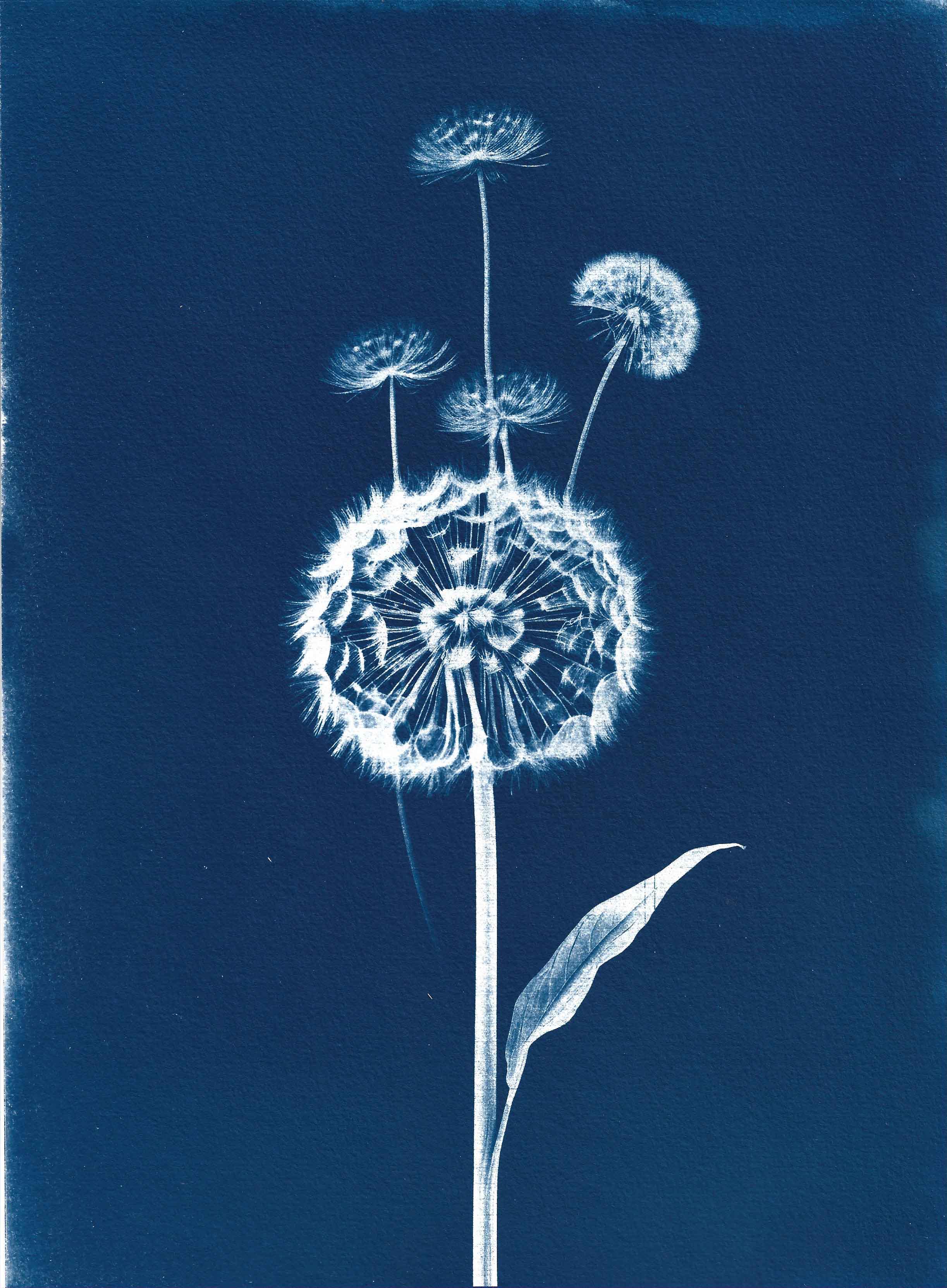 César Augusto Ramírez. forget me not, 2025. Cyanotype on 300g watercolor paper. 28.1 × 21 cm